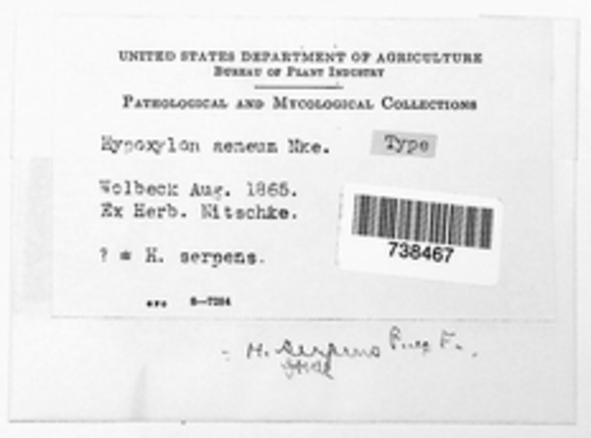 Nemania aenea image